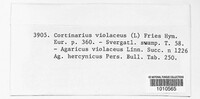 Cortinarius violaceus image